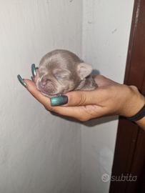 Cuccioli di chihuahua tea cup