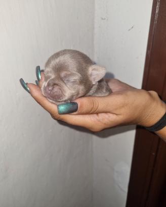 Cuccioli di chihuahua tea cup