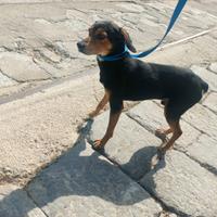 Cane da tana