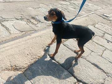 Cane da tana