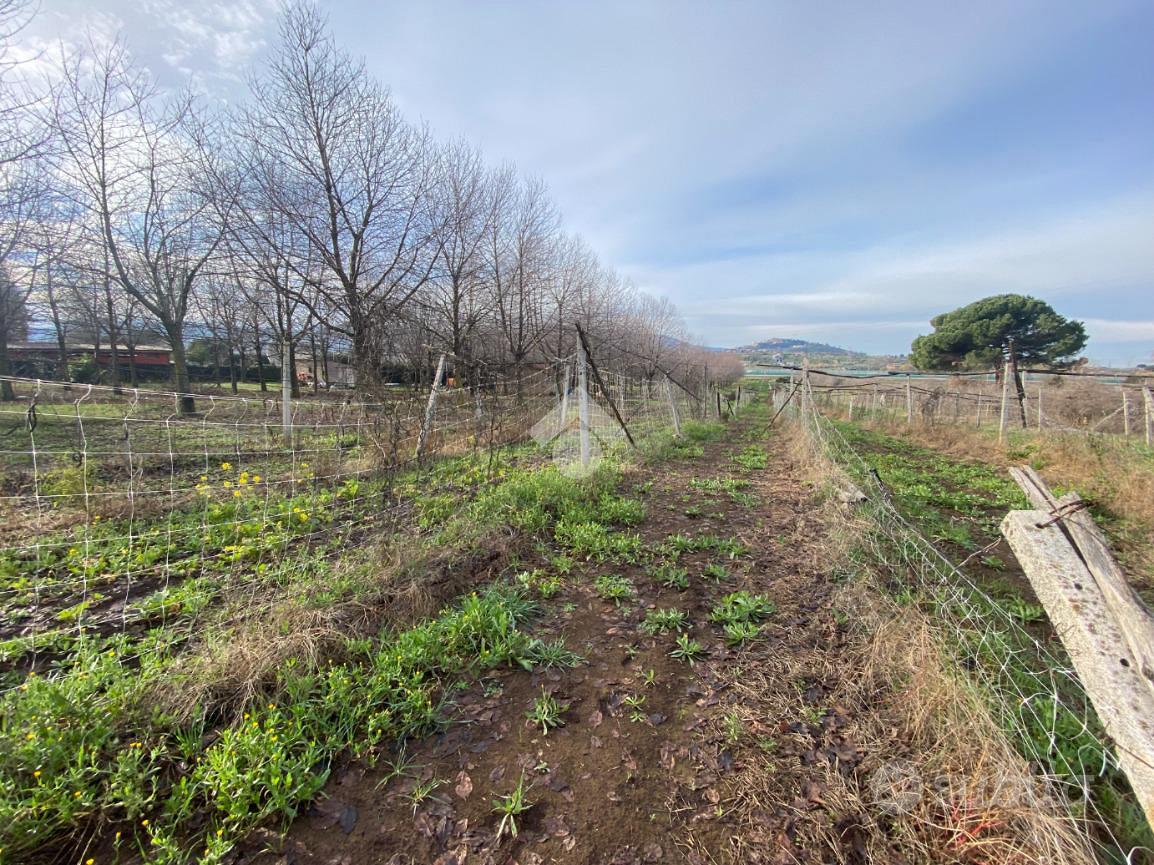 TER. AGRICOLO A SAN CESAREO - Vista 3