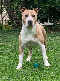 Amstaff taglia grande disponibile accoppiamento