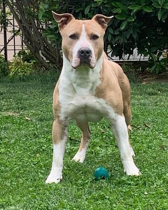 Amstaff taglia grande disponibile accoppiamento