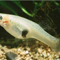 : Pesci Gambusia (Mangia-zanzare) 
