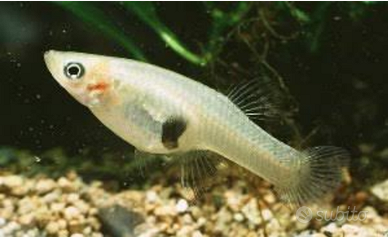 : Pesci Gambusia (Mangia-zanzare) 