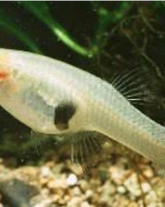 : Pesci Gambusia (Mangia-zanzare) 