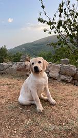 Cuccioli Labrador Retriever 4 mesi