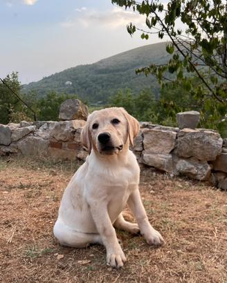 Cuccioli Labrador Retriever 4 mesi