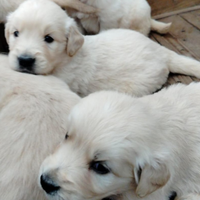 Cuccioli Golden Retriver