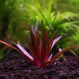 eriocaulon sp.quinquangulare Red