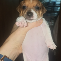 Vendita cuccioli di Jack russell