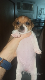 Vendita cuccioli di Jack russell