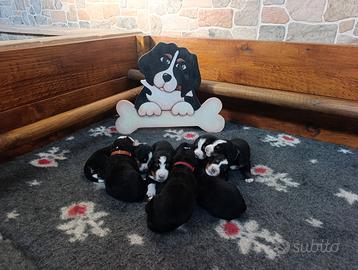 Bovaro del bernese cuccioli