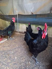 Valdarno galli e galline