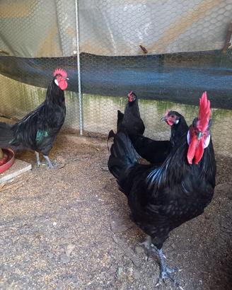 Valdarno galli e galline