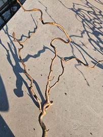 rami di noce contorto 