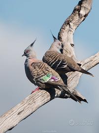 Tortore Australiane