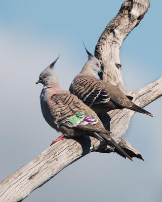 Tortore Australiane