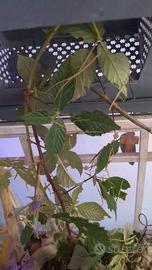 Insetti stecco Medauroidea extradentata