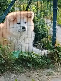Cucciolo akita maschio