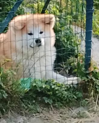 Cucciolo akita maschio
