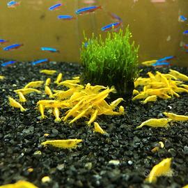 Caridine lumache acquario ed altro