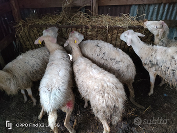 Pecore valli del Belice