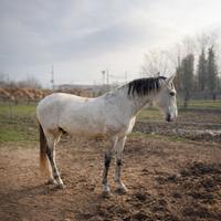 Cavallo Lusitano