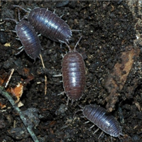 Onischi isopodi porcellio levis normale e orange