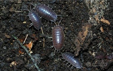 Onischi isopodi porcellio levis normale e orange