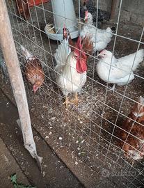 Gallo e galline