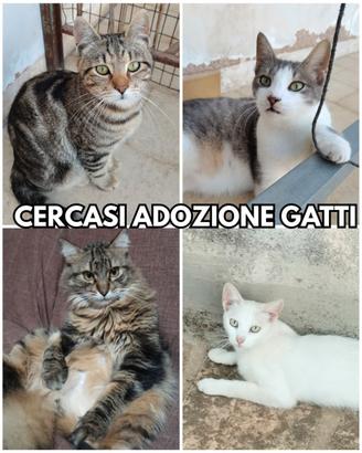 Adozione per gatti adulti coccolosi