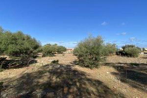 Terreno di 7000 m² a Cinisi