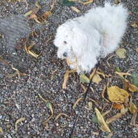 Maltese per accoppiamento