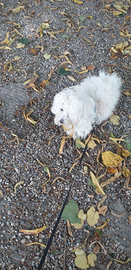 Maltese per accoppiamento