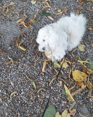 Maltese per accoppiamento