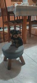 Yorkshire terrier