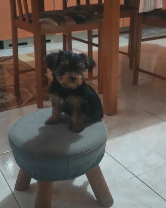 Yorkshire terrier