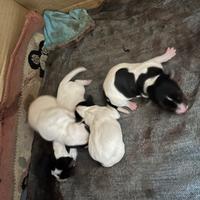 Cuccioli Jack Russel puri