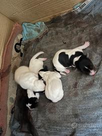 Cuccioli Jack Russel puri