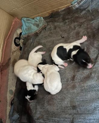 Cuccioli Jack Russel puri
