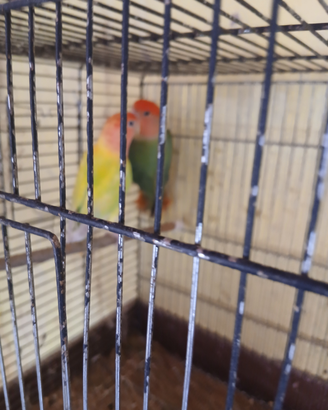 Inseparabili
