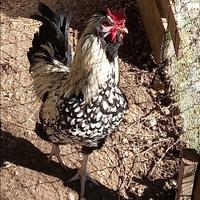 Tris 2 galline ovaiole + Gallo