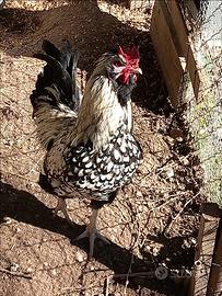 Tris 2 galline ovaiole + Gallo