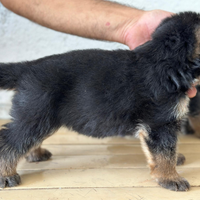 Disponibili cuccioli di pastore tedesco