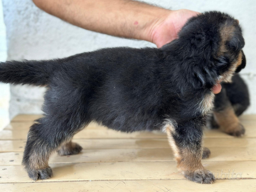 Disponibili cuccioli di pastore tedesco