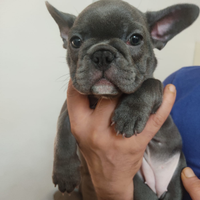Bulldog francese Blu