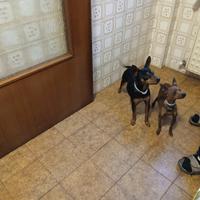 Pincher colore rosso cervo e nero focato acvoppiam