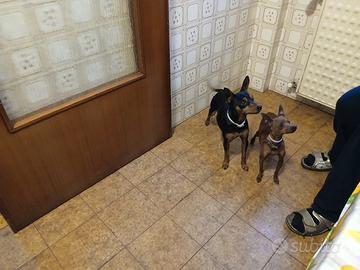 Pincher colore rosso cervo e nero focato acvoppiam