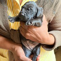 Cuccioli maschi weimaraner/breton